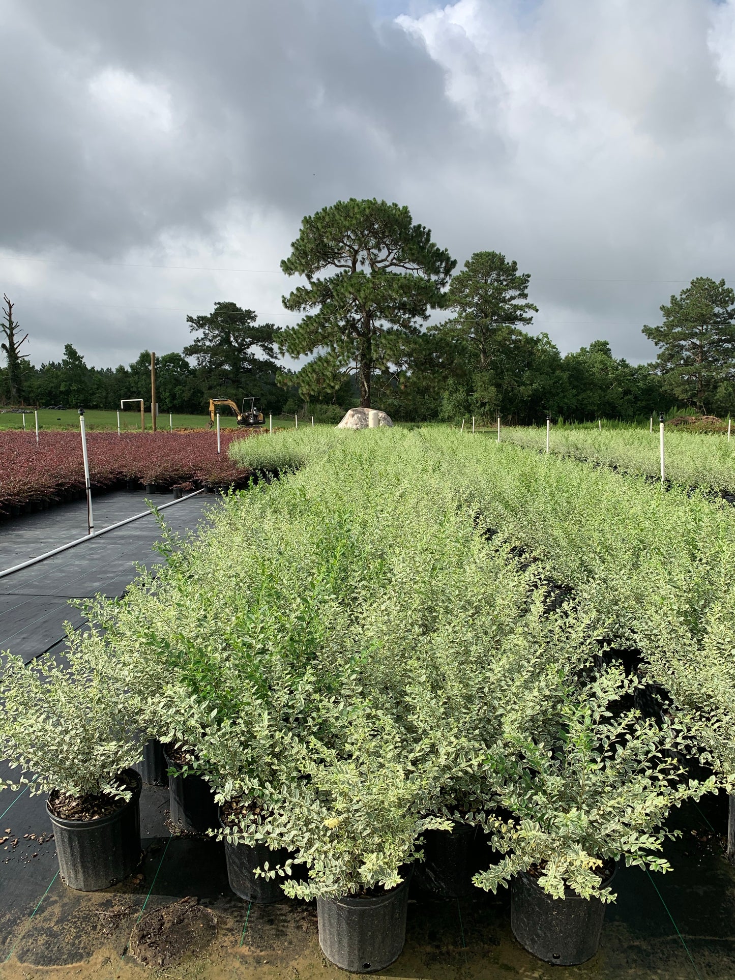 Variegated Privet