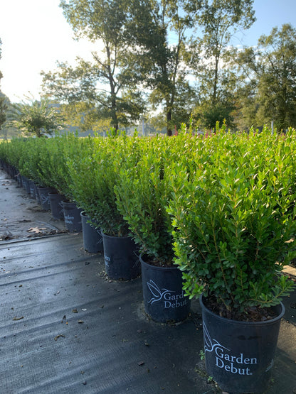 Baby Gem Boxwood™