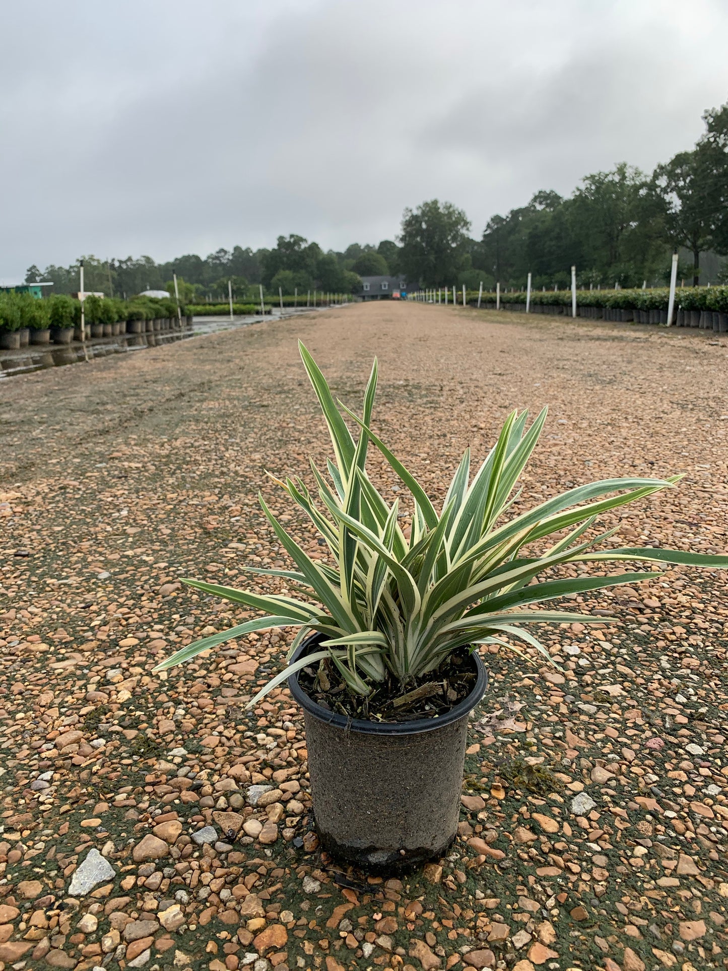 Variegated Dianella