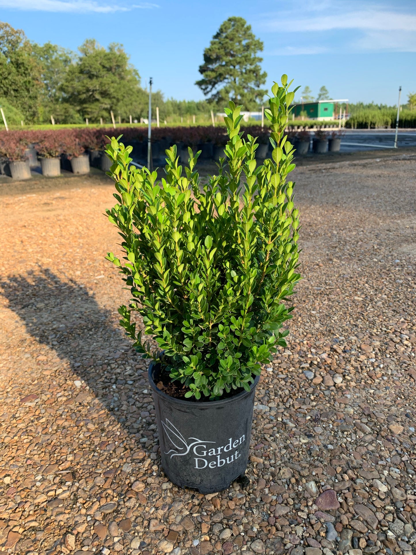 Baby Gem Boxwood™