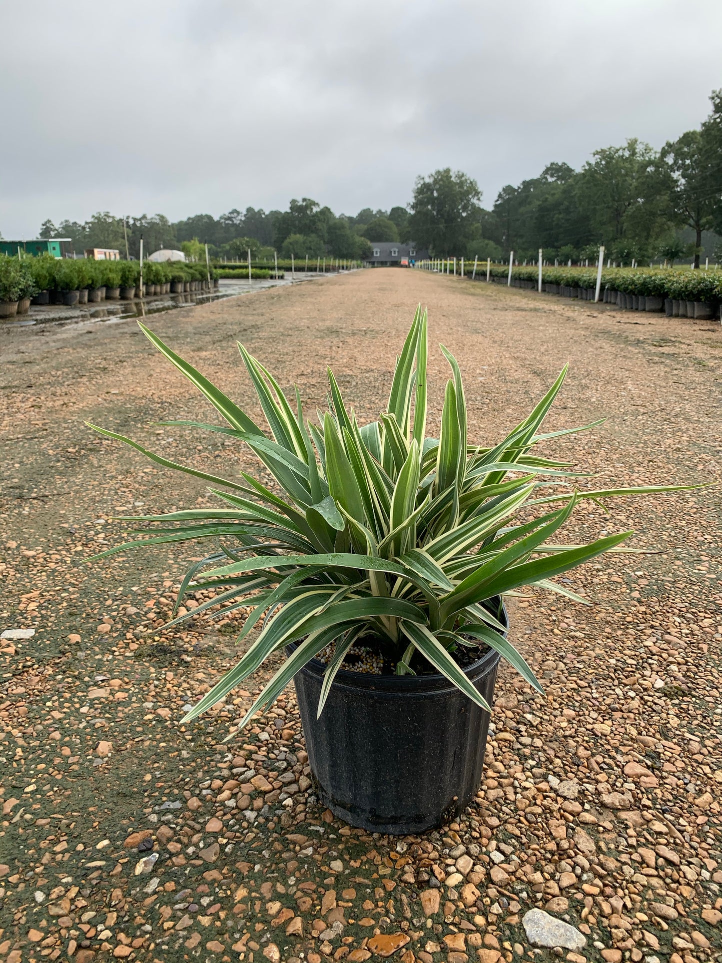 Variegated Dianella