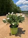 White Knock Out Rose™