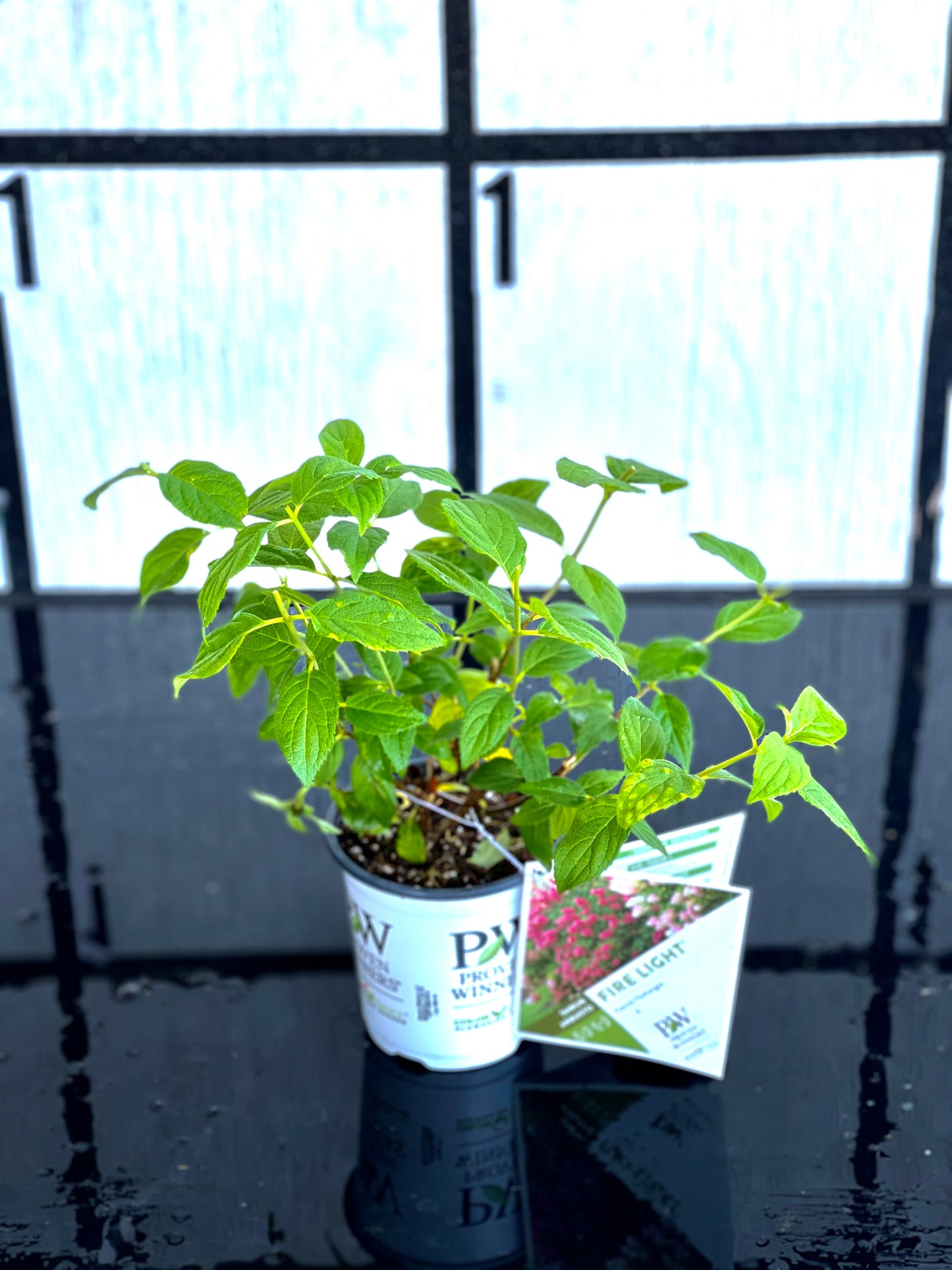 Fire Light Panicle Hydrangea