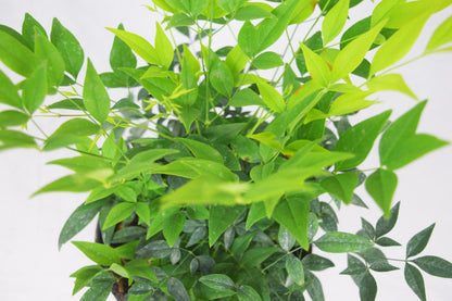 Lemon Lime Nandina™