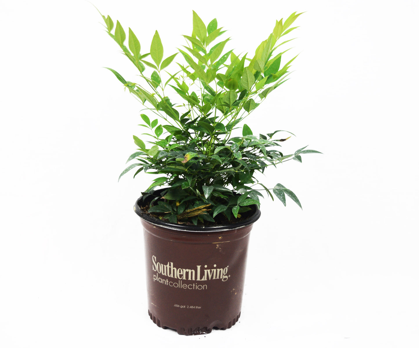 Lemon Lime Nandina™