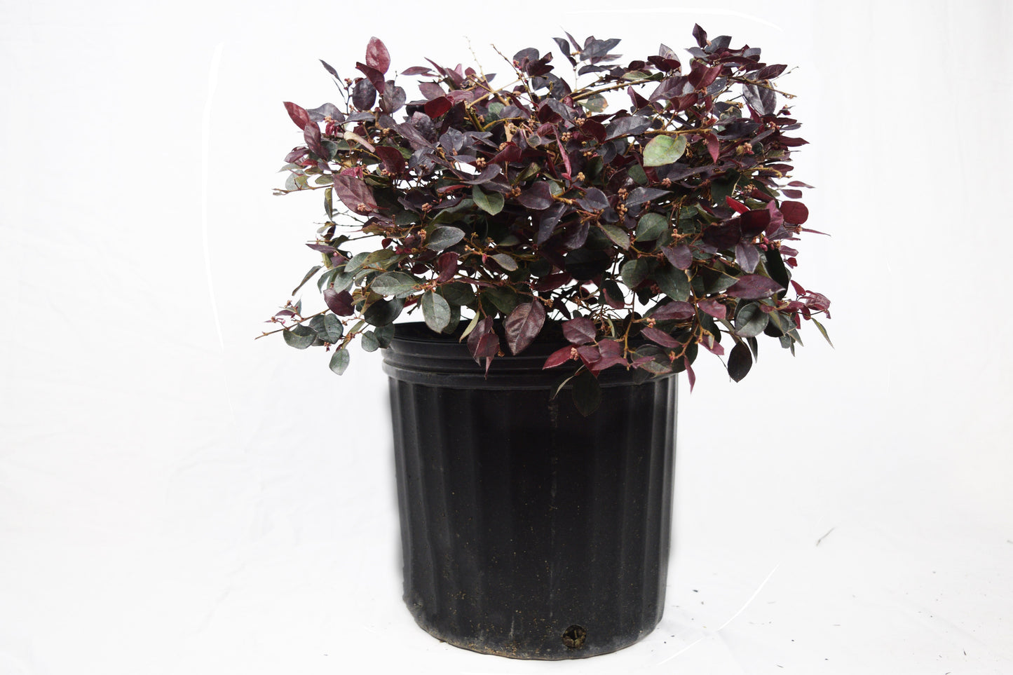 Loropetalum