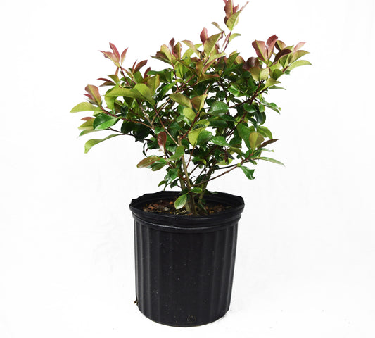 Red Tip Shrubs - Michaels Nursery