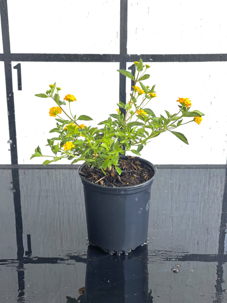 New Gold Lantana