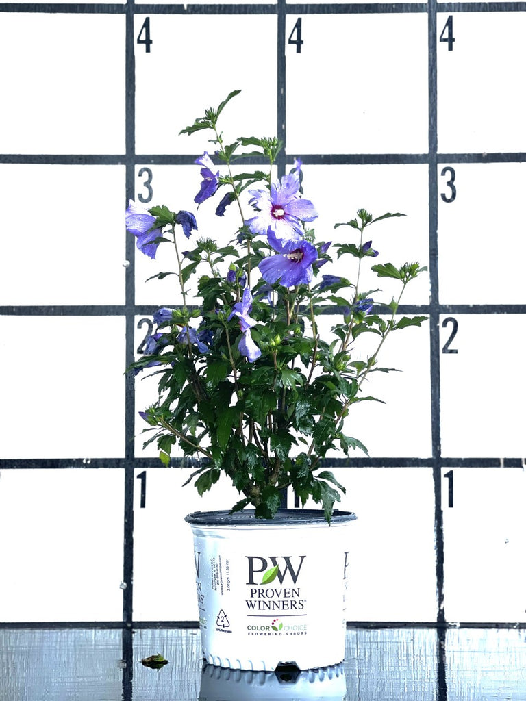 PURPLE PILLAR Rose of Sharon Proven Winner – michaelsnursery